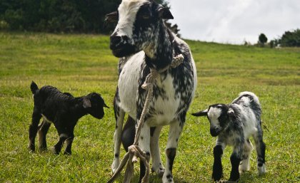 Grenadine goat and kids